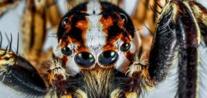 deset faktů pavouk